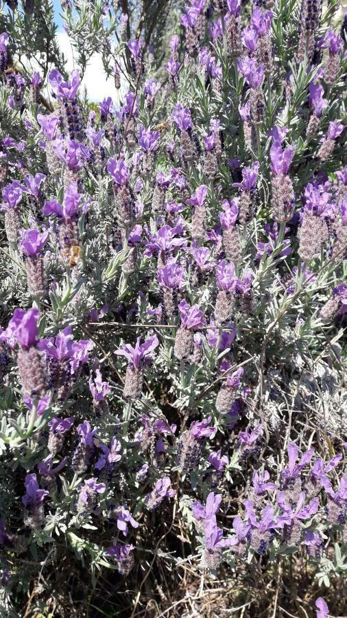 Aliso' Daire Sarzana Dış mekan fotoğraf